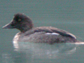 Barrow's Goldeneye